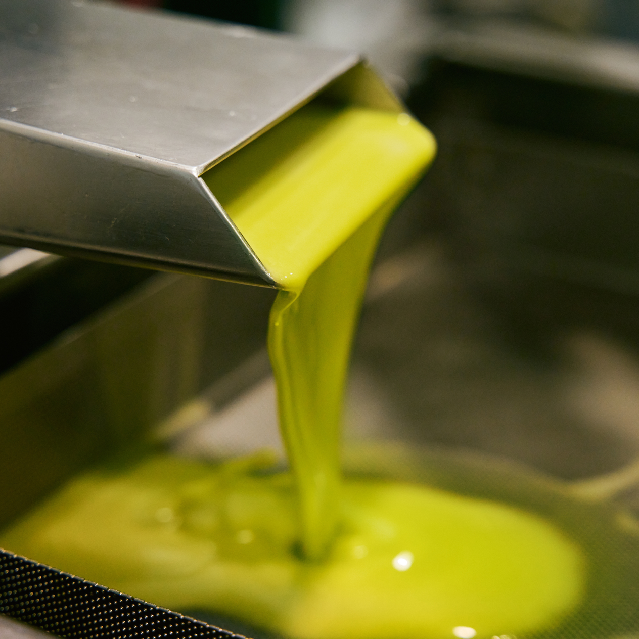 Novello Extra Vierge Olijfolie 2025/2026 - Eerste oogst - 500ml